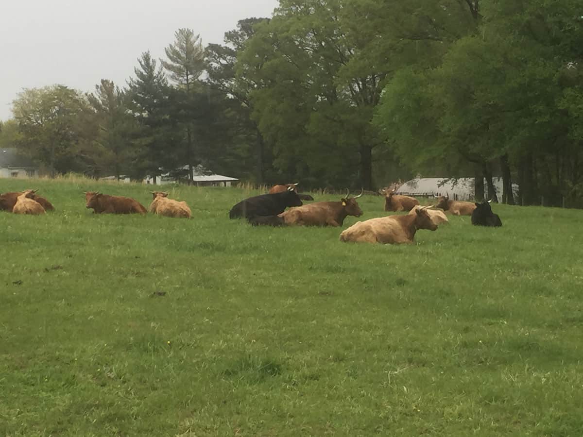 Harmony Hill Farm