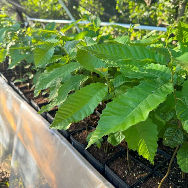 Compass Plant CSA