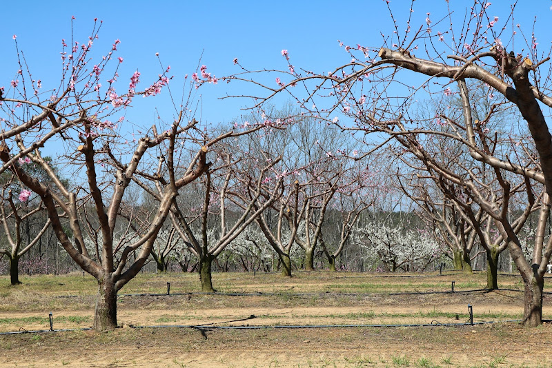 Fountain Heights Farms photo 8