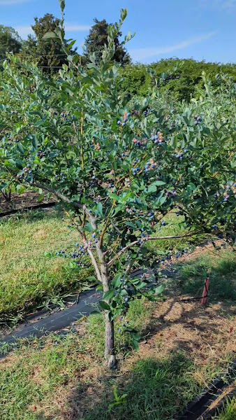 Herndon Family Farm photo 2