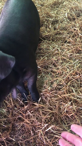 Borntrager Dairy photo 3