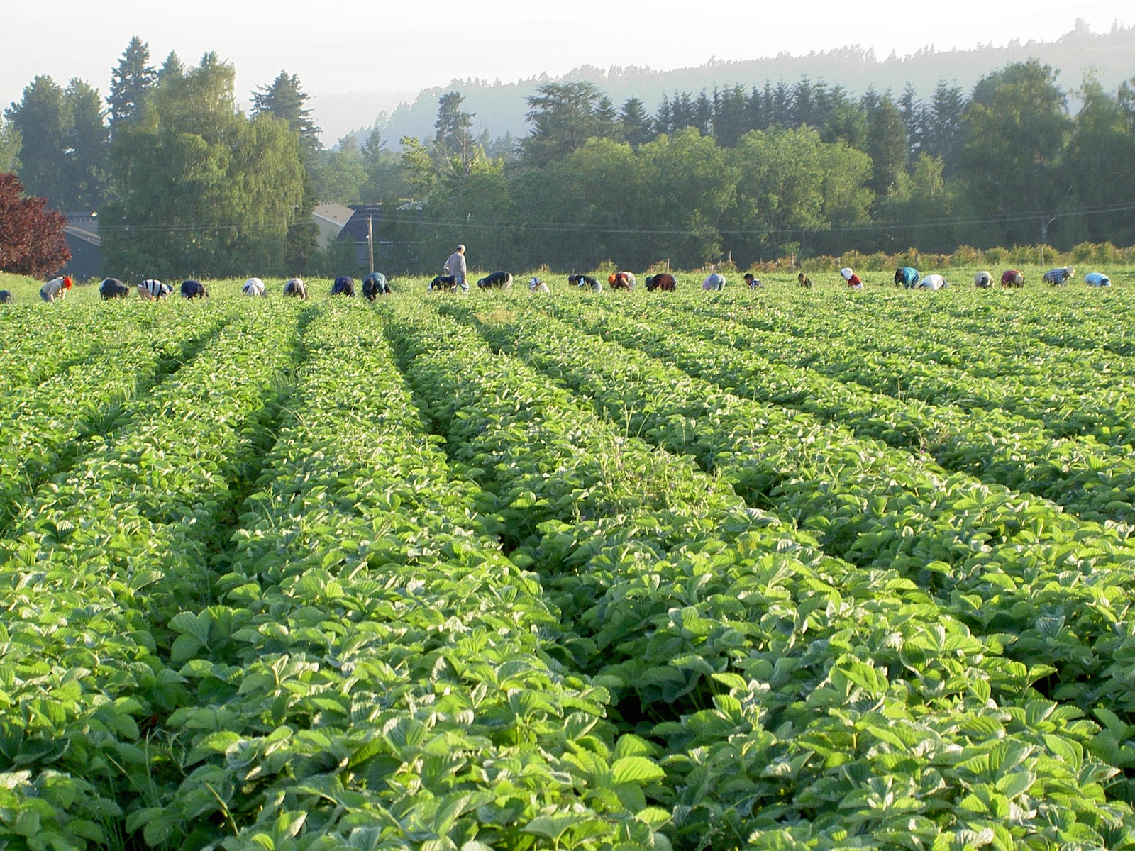 Fujii Farms Inc. photo 3