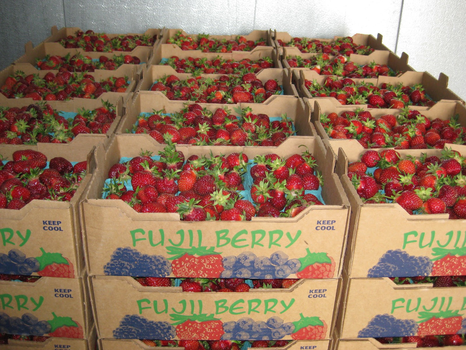 Fujii Farms Inc. photo 4