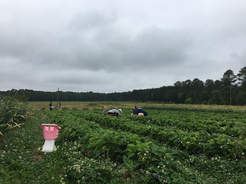 Buffalo Creek Berry Farm photo 23