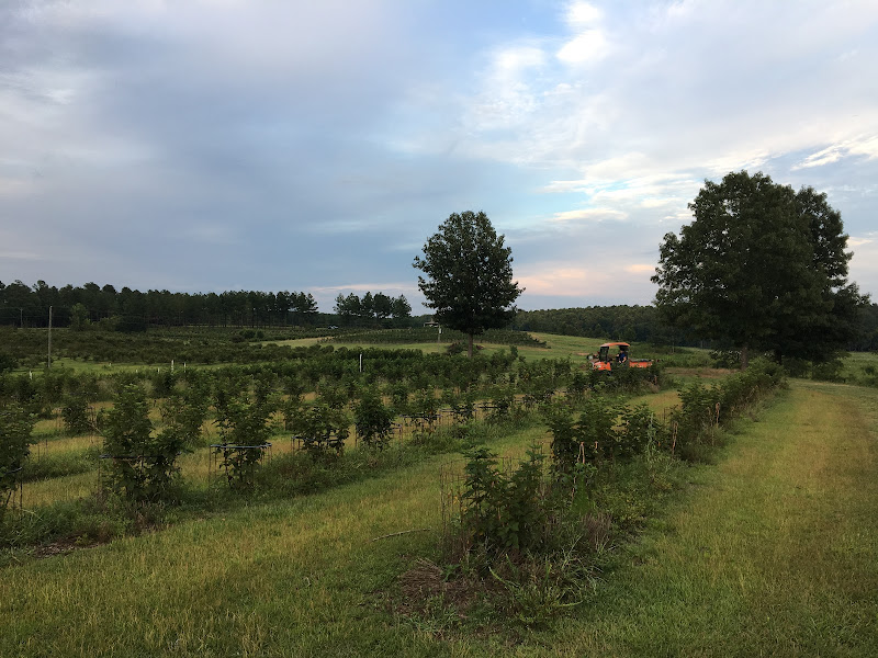 Buffalo Creek Berry Farm photo 24
