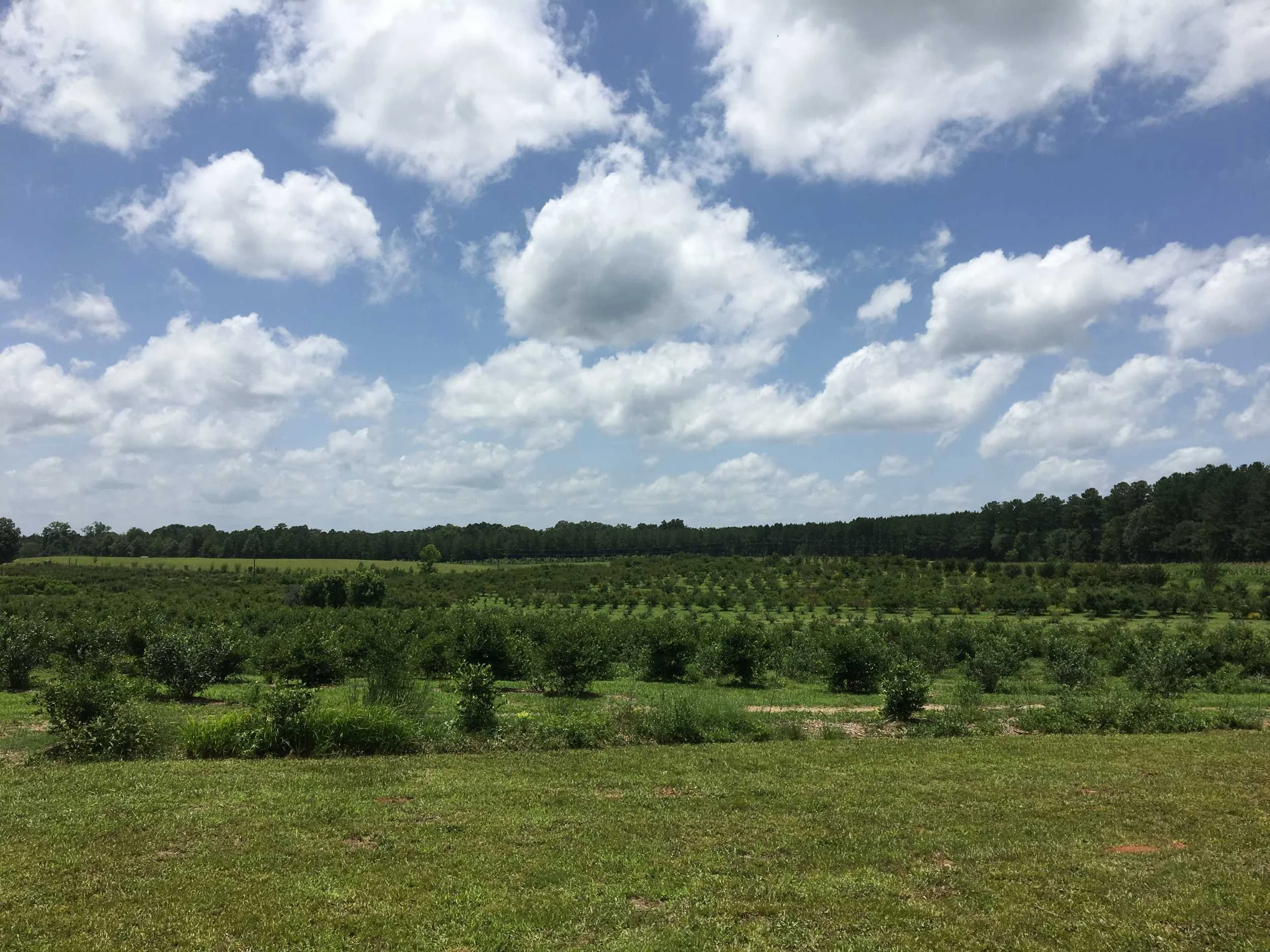 Buffalo Creek Berry Farm