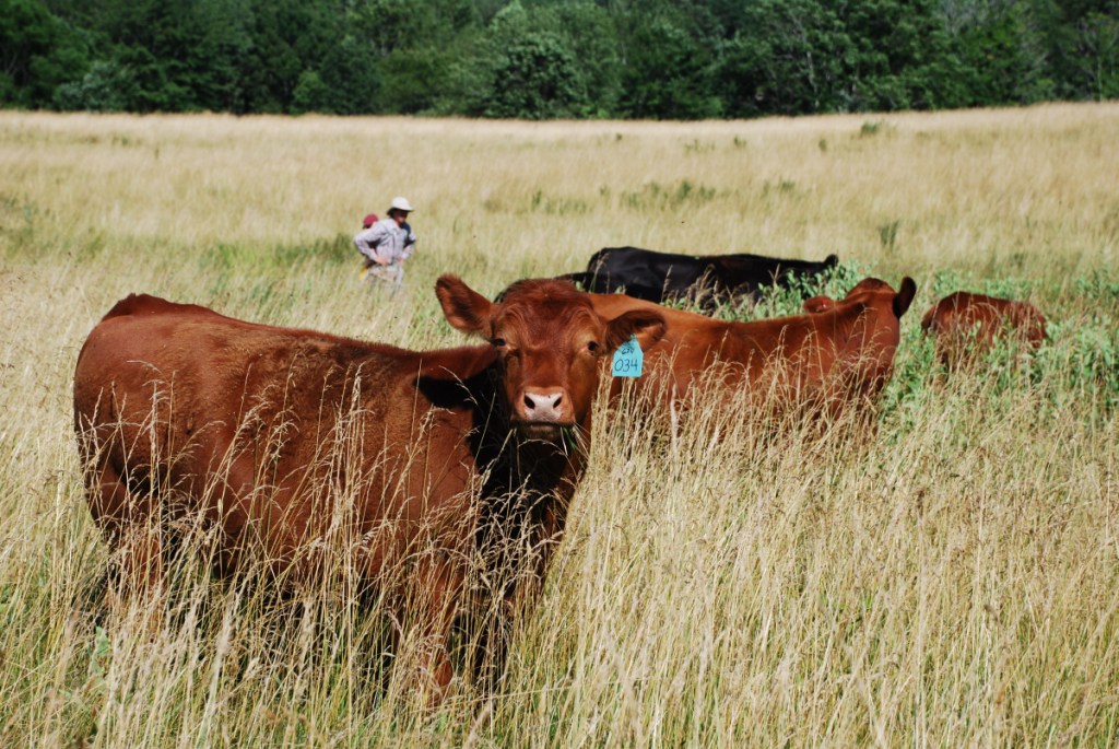 Living Pastures Farm - Grass Fed Beef, Pastured Poultry, & Pastured Pork photo 6