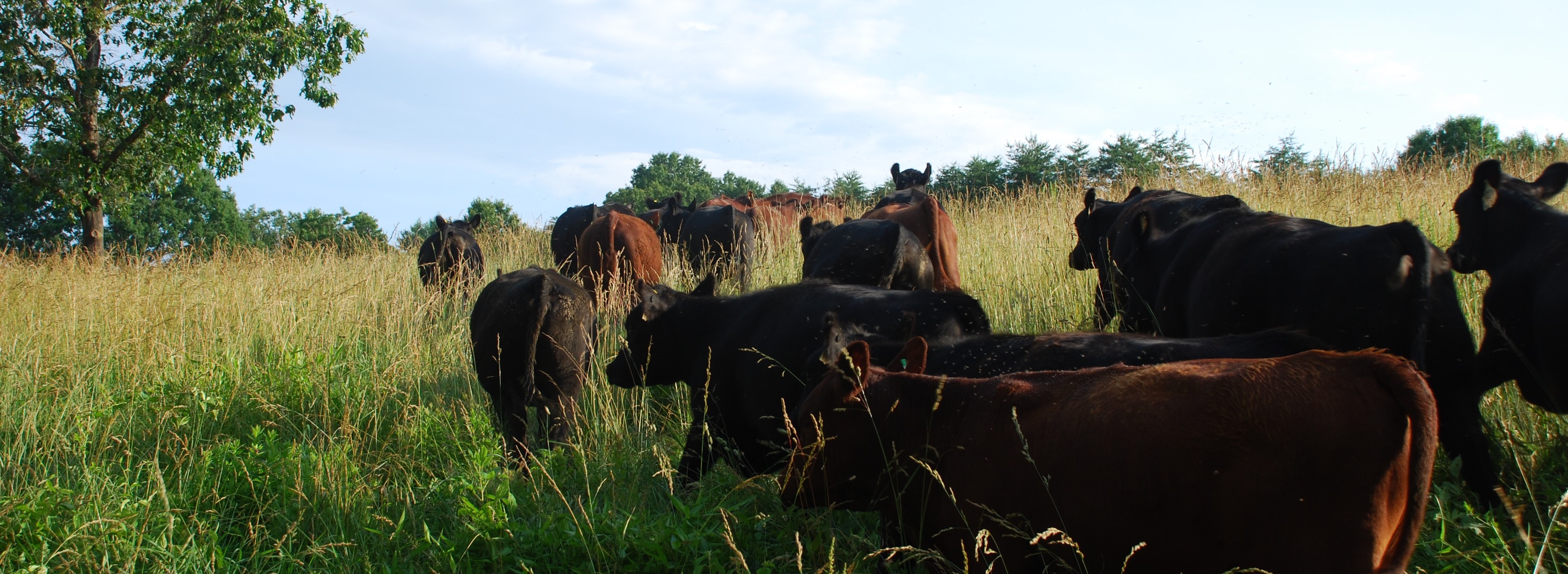 Living Pastures Farm - Grass Fed Beef, Pastured Poultry, & Pastured Pork photo 4