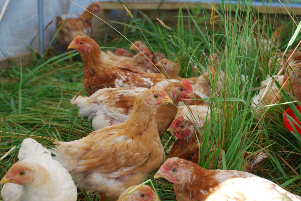 Living Pastures Farm - Grass Fed Beef, Pastured Poultry, & Pastured Pork photo 5
