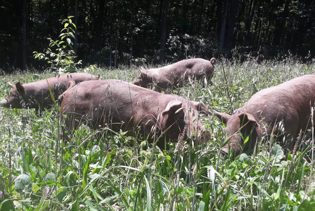 Living Pastures Farm - Grass Fed Beef, Pastured Poultry, & Pastured Pork photo 7