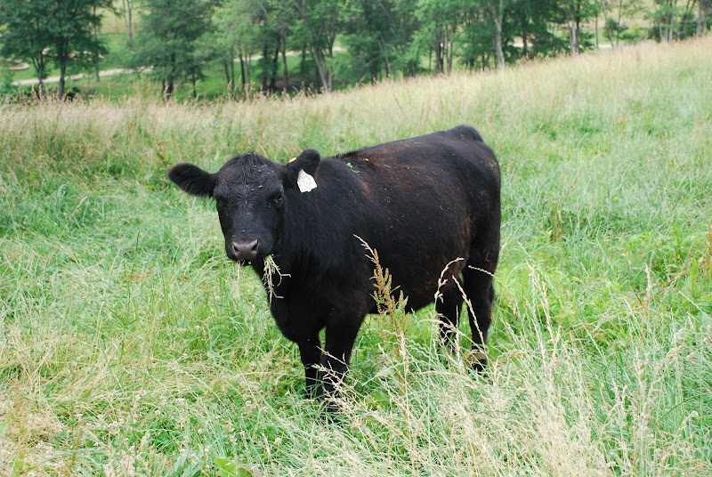 Living Pastures Farm - Grass Fed Beef, Pastured Poultry, & Pastured Pork