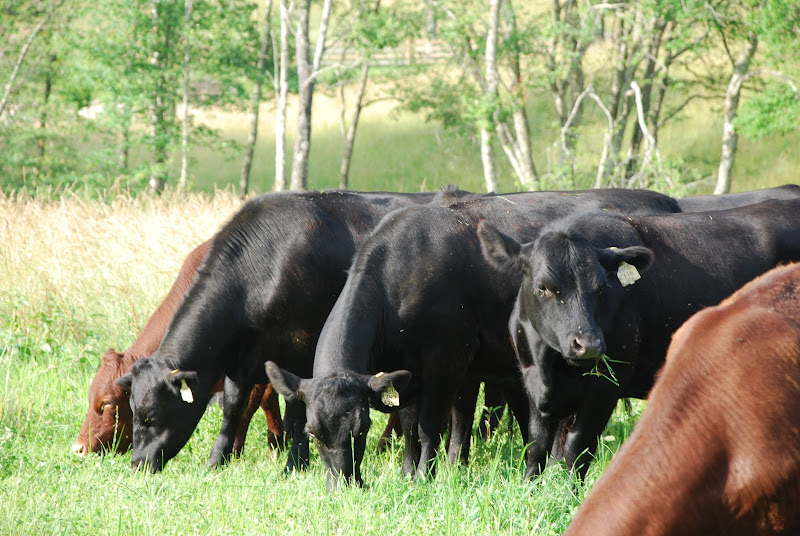 Living Pastures Farm - Grass Fed Beef, Pastured Poultry, & Pastured Pork photo 2