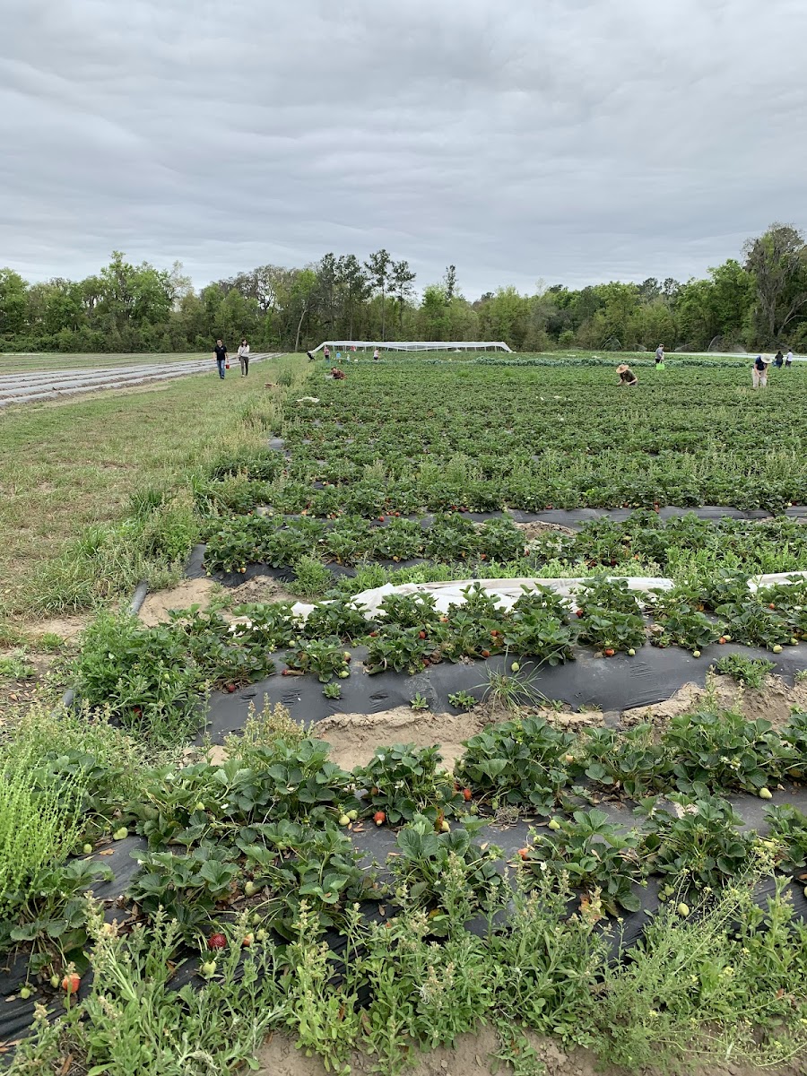 The Family Garden Organic Farm