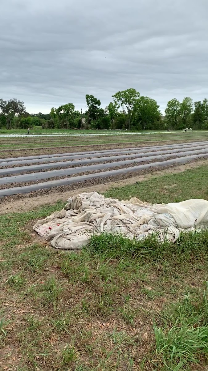 The Family Garden Organic Farm photo 3