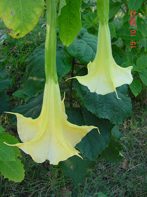 StarDragonfly Herbals