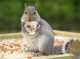 StarDragonfly Herbals photo 11