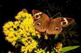 StarDragonfly Herbals photo 16