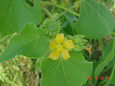 StarDragonfly Herbals photo 28