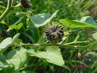 StarDragonfly Herbals photo 29