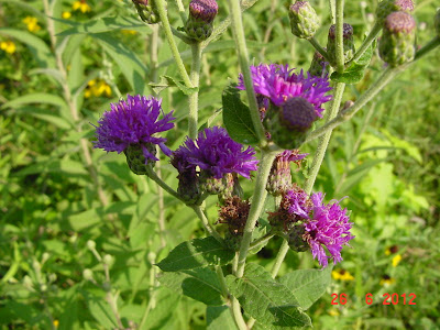 StarDragonfly Herbals photo 30