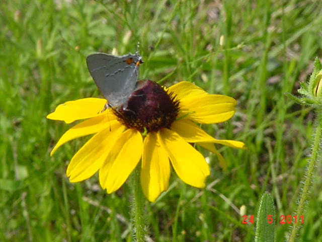 StarDragonfly Herbals photo 5