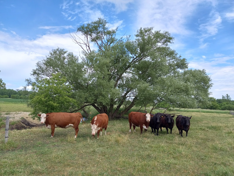 Grassfed beef alan bedtka