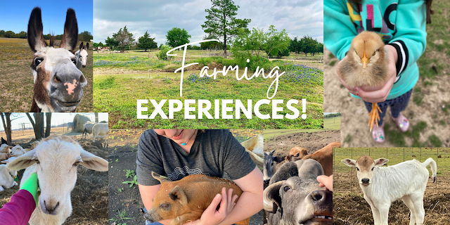 The Groves Family Farm photo 16