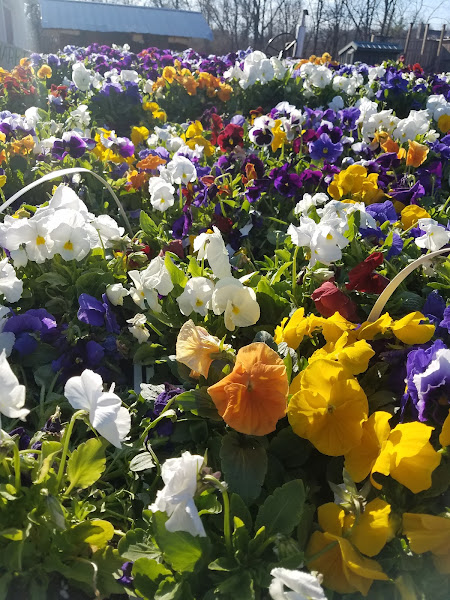 Maple Acres Farm Market photo 2