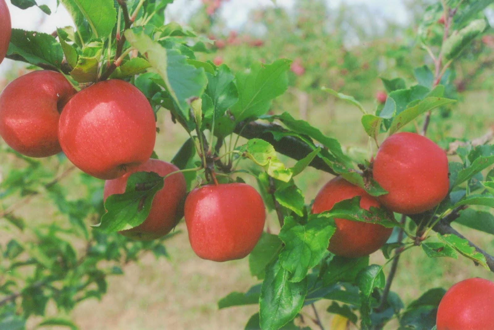 Autumn Hills Orchard