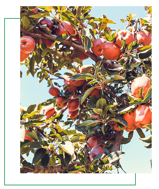 Autumn Hills Orchard