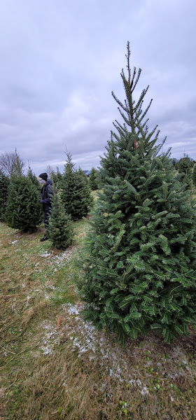 Maple Tree Farm photo 2