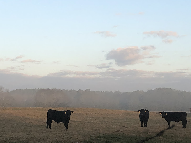 Greenway Farms of Georgia, LLC photo 15