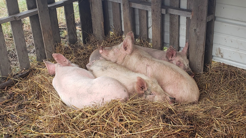 Janzen Family Farms Inc photo 4