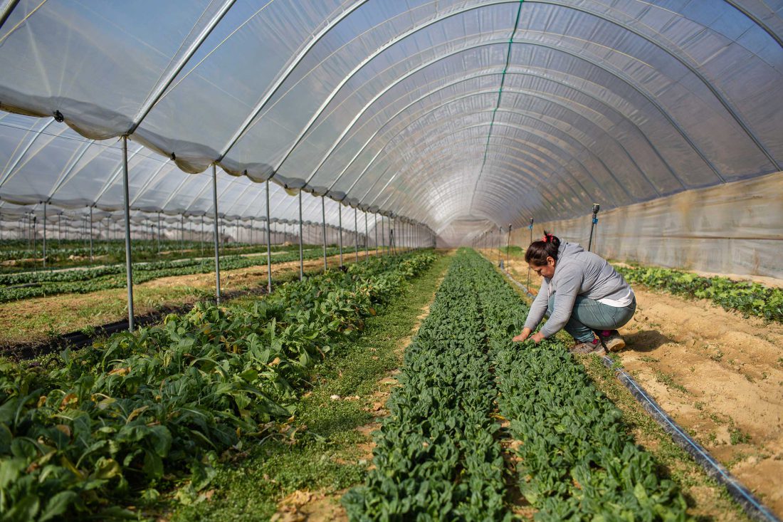 Rise N Shine Farm, Inc photo 5