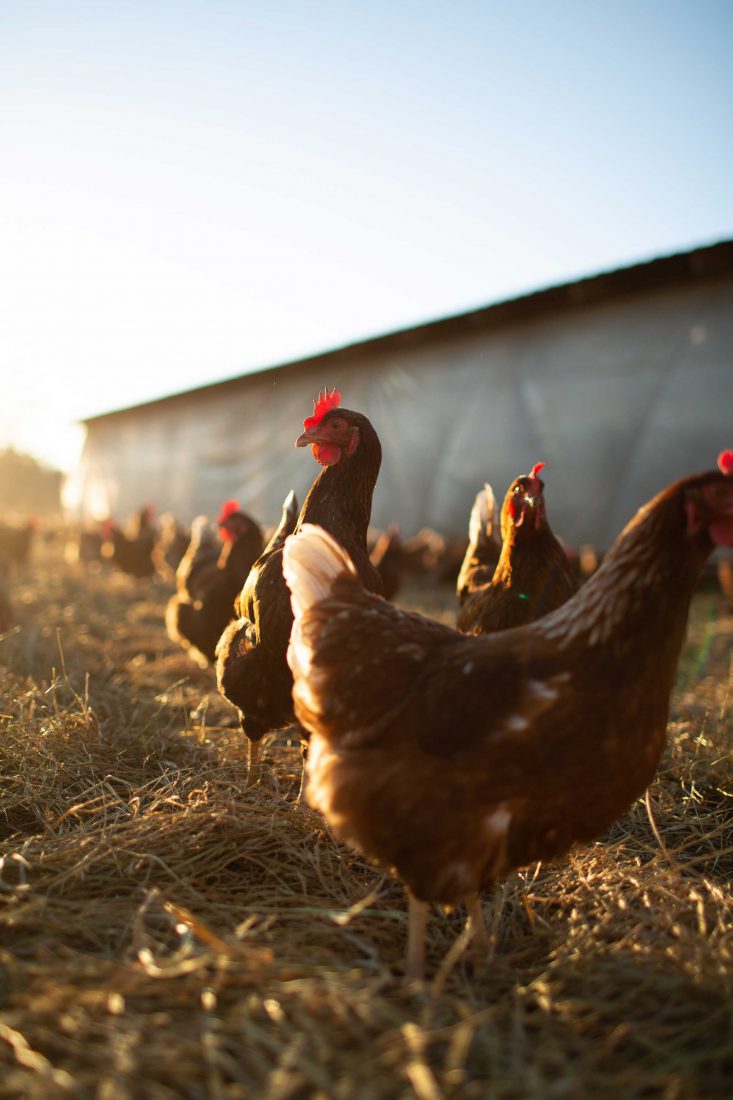 Rise N Shine Farm, Inc photo 4