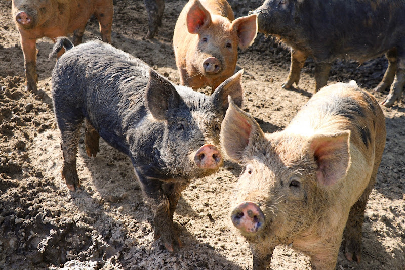 Carolina Grass-Fed Meats