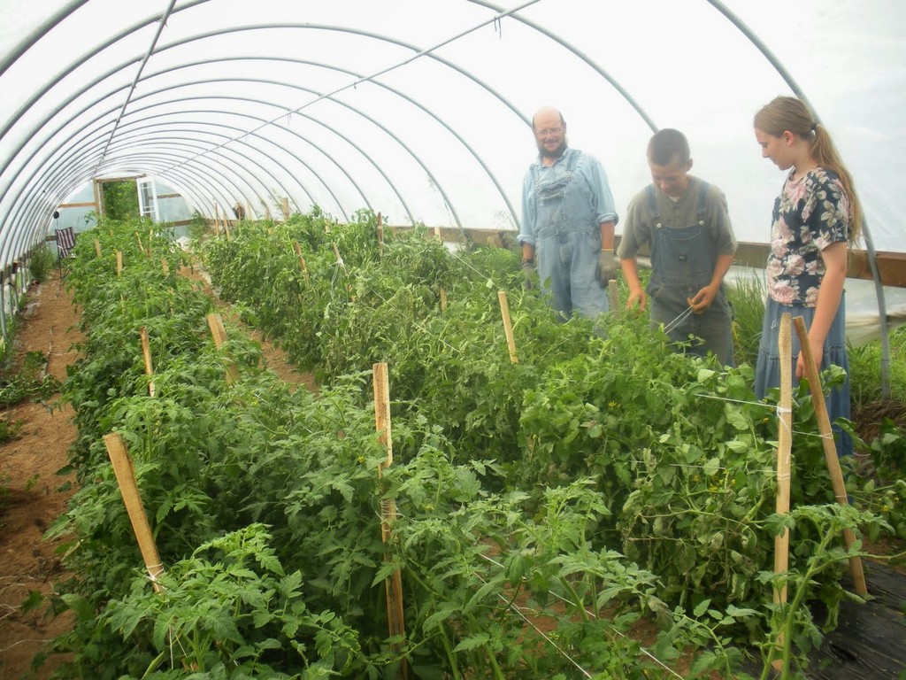 Sunny Cone Farm photo 2