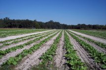 Beasley Farm of Brooksville photo 3
