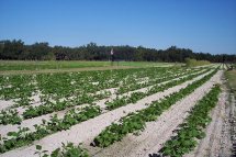 Beasley Farm of Brooksville photo 4