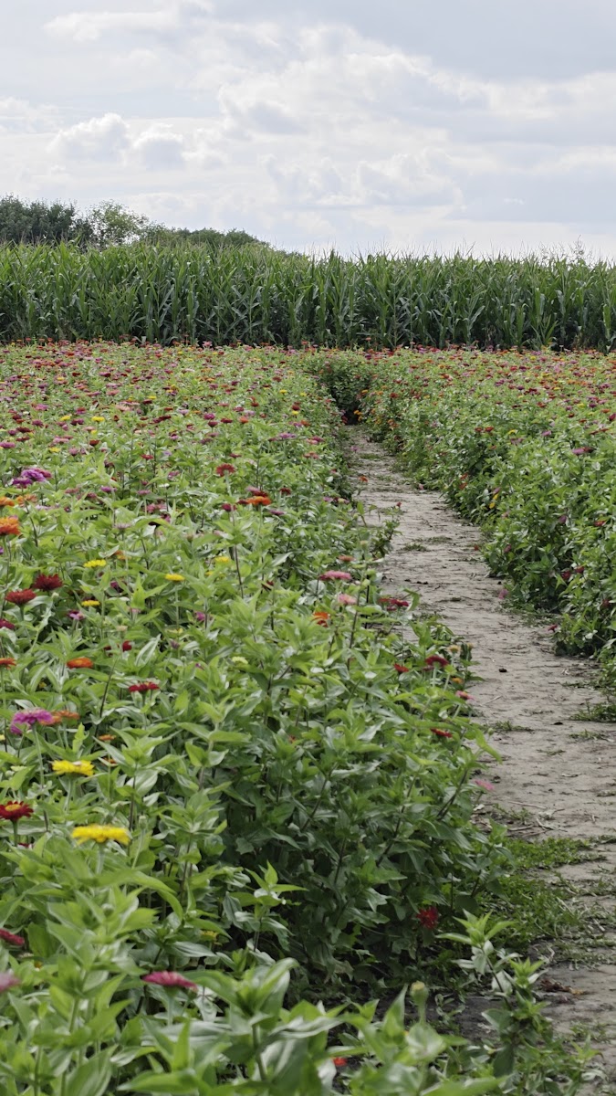 Schuster's Farm photo 4