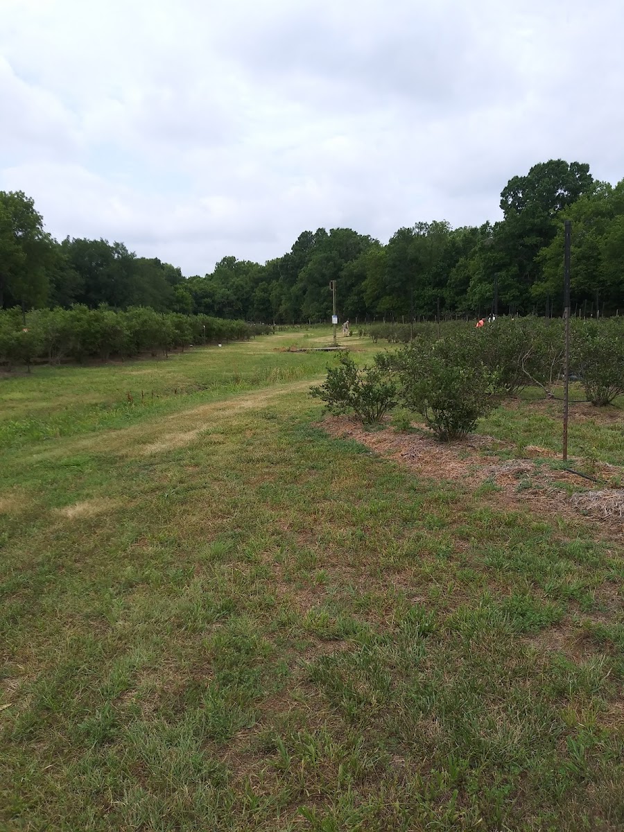 Blueberry Hill Farm