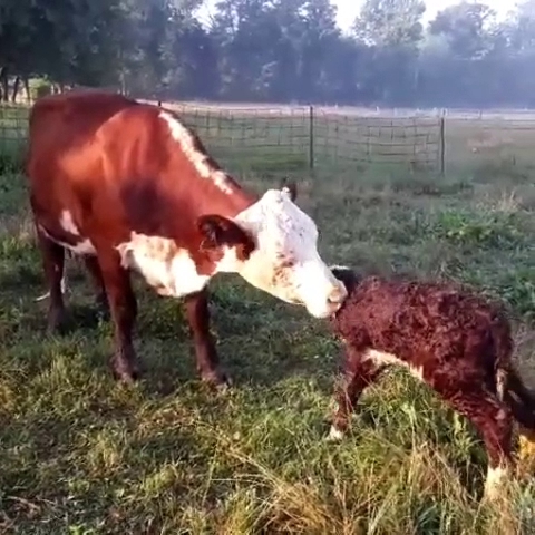 Willow Farm LLC photo 3