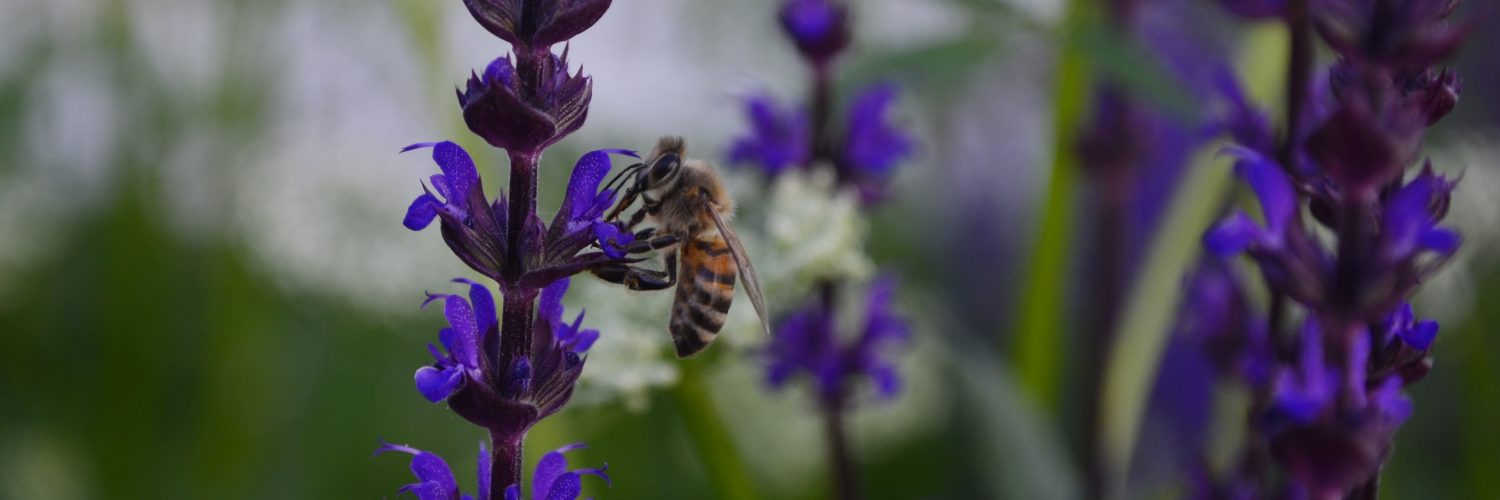 Indian Summer Honey Farm