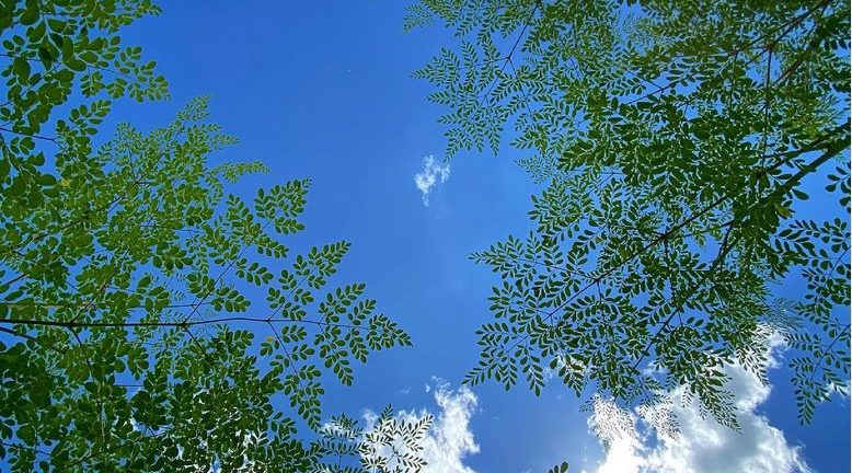 Walburg Family Farms