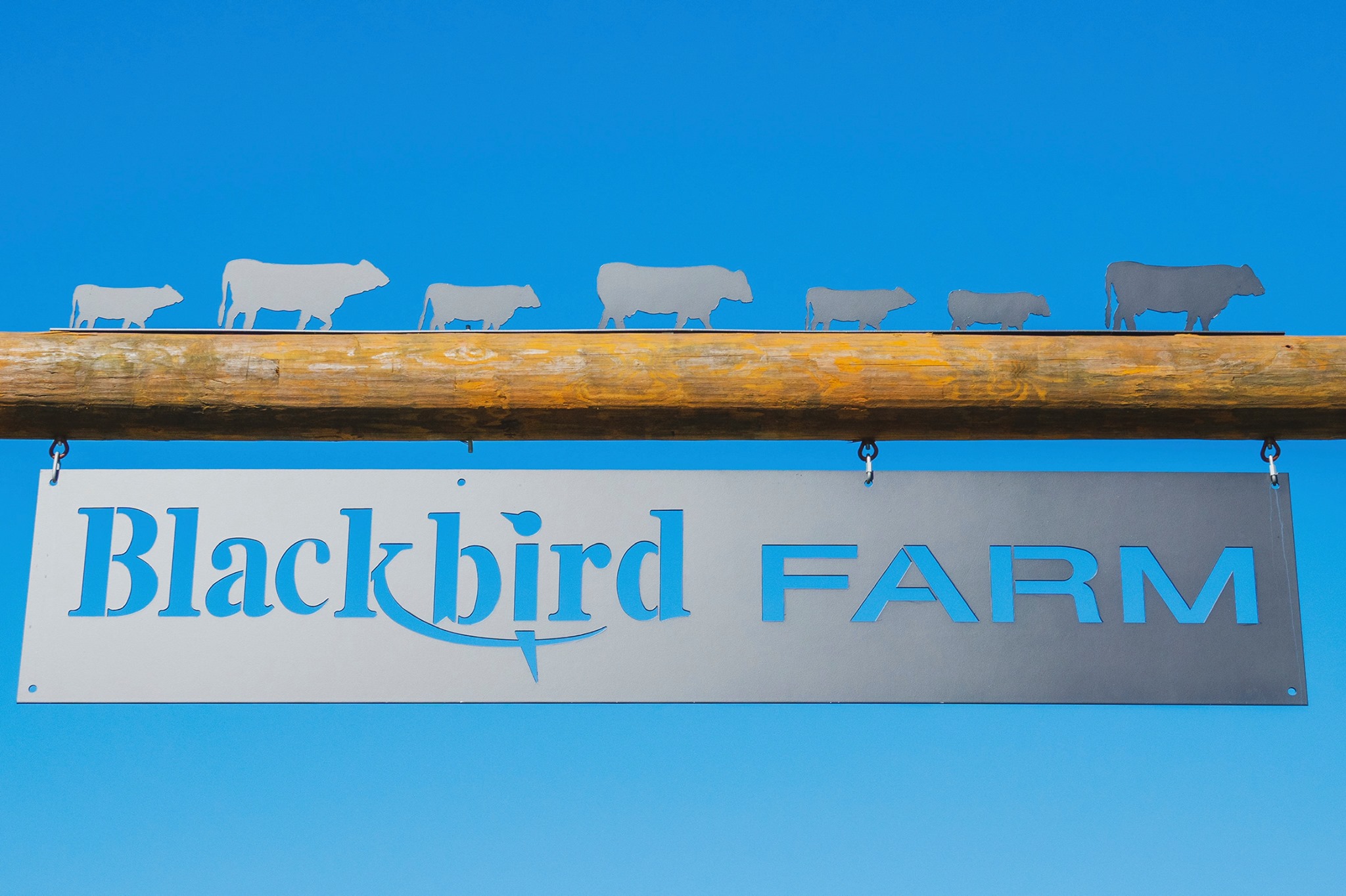 Blackbird Farm - Rhode Island Raised Beef, Pork, Chicken and More