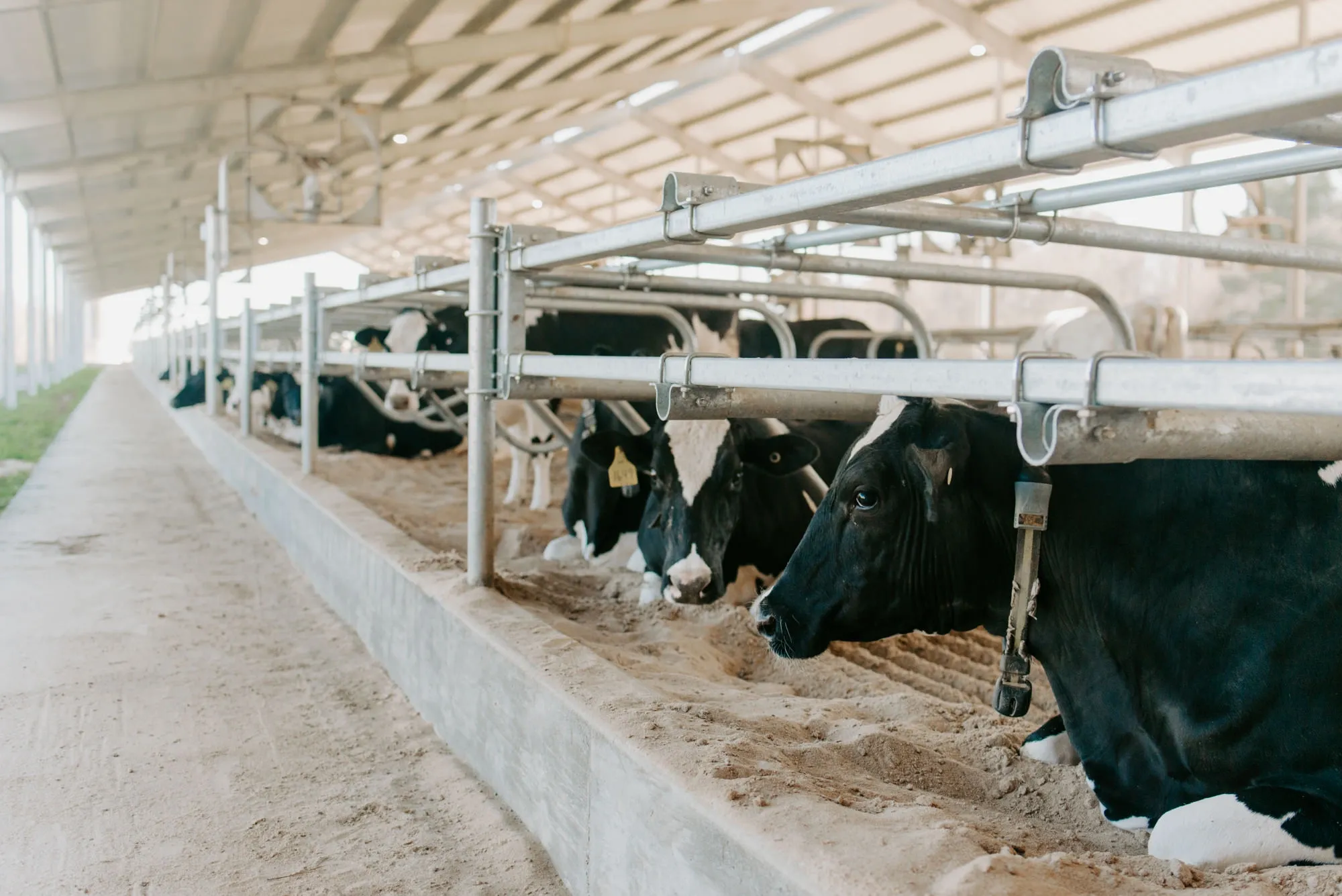 Hickory Hill Milk photo 14