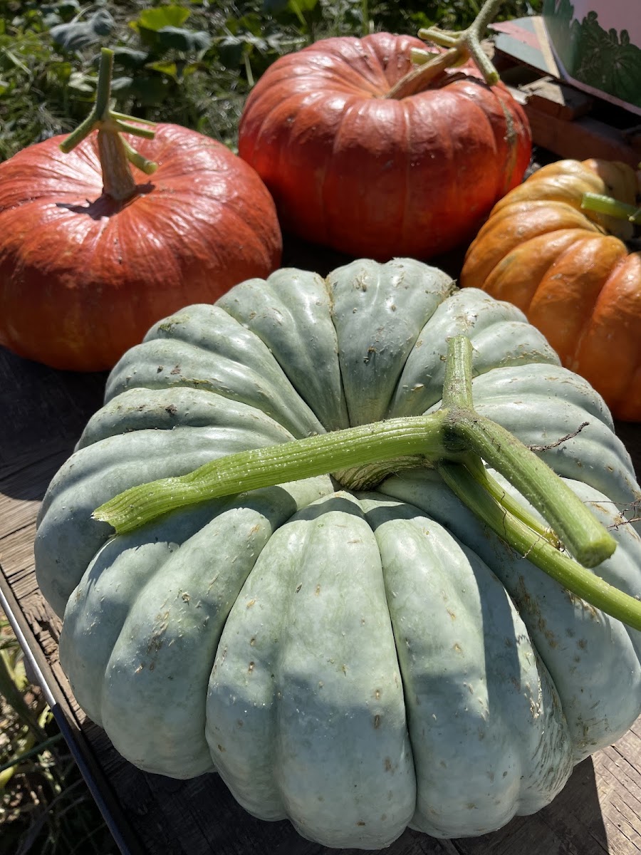 Sun Gold Farm, LLC photo 3