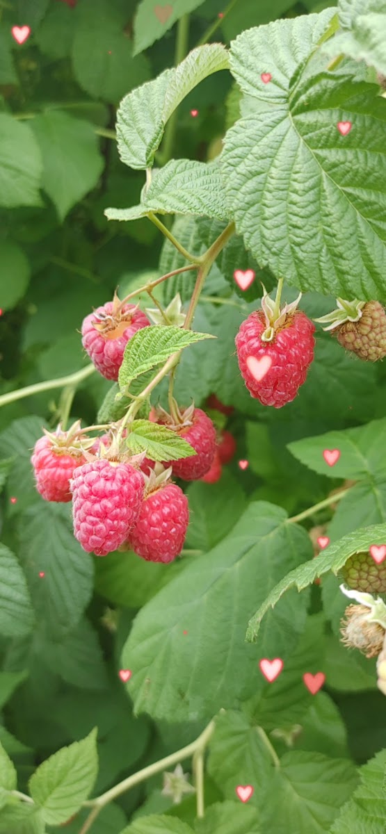 Holmberg Orchards photo 4