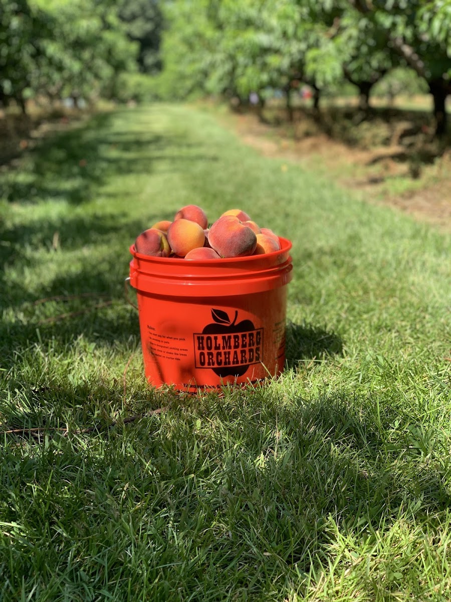 Holmberg Orchards photo 5