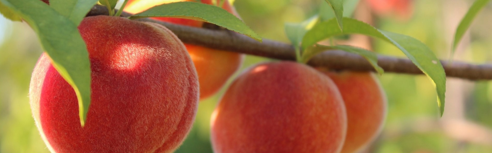 Taylor Orchards